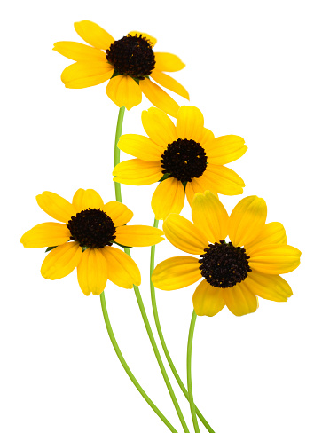 A blooming black eyed susan daises (rudbeckia), isolated white background