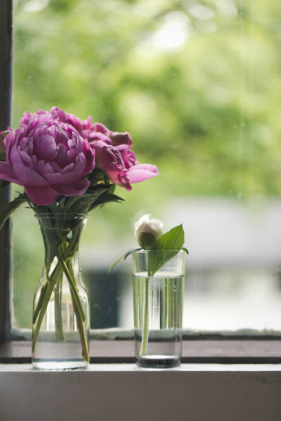 istock Pink Peony Bouquet Next To A Window 1282502537