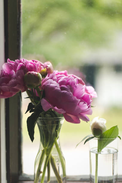 istock Pink Peony Bouquet Next To A Window 1282502545