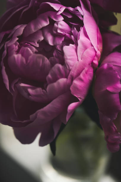istock Close-up On Pink Peony In Bloom 1282502558