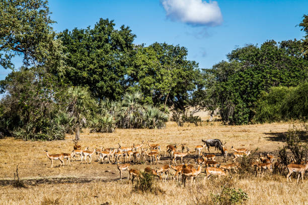 istock Common Impala in Kruger National park, South Africa 1282502579