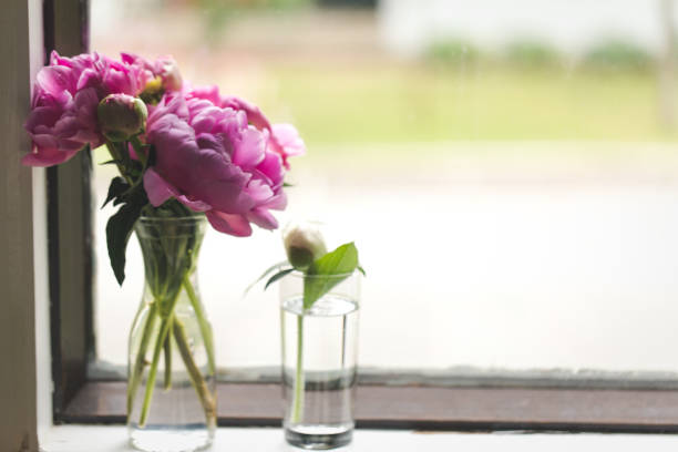 istock Pink Peony Bouquet Next To A Window 1282502603