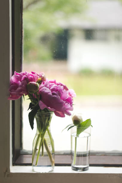istock Pink Peony Bouquet Next To A Window 1282502674