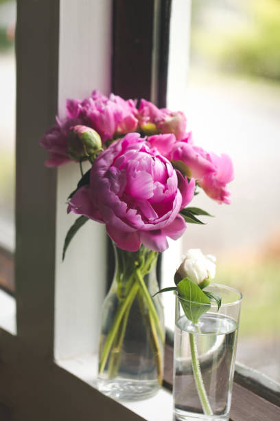 istock Pink Peony Bouquet Next To A Window 1282502691