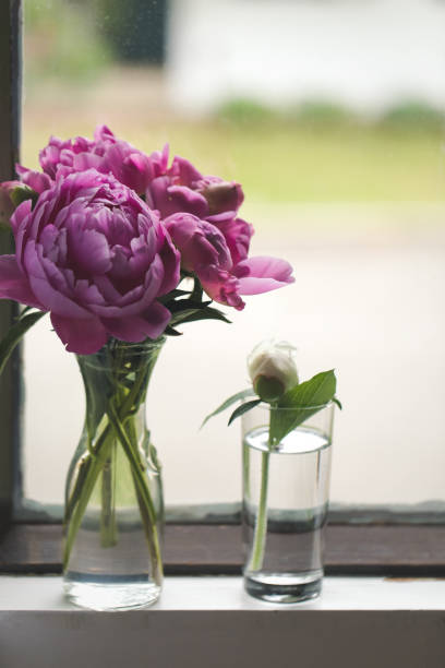 istock Pink Peony Bouquet Next To A Window 1282502699
