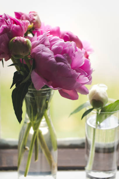 istock Pink Peony Bouquet Next To A Window 1282502706