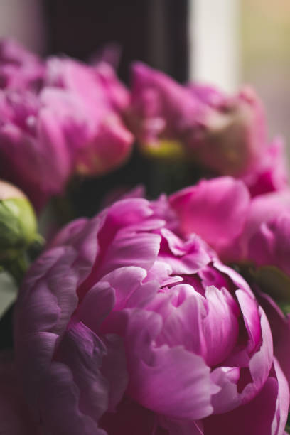 istock Close-up On Pink Peony In Bloom 1282502749