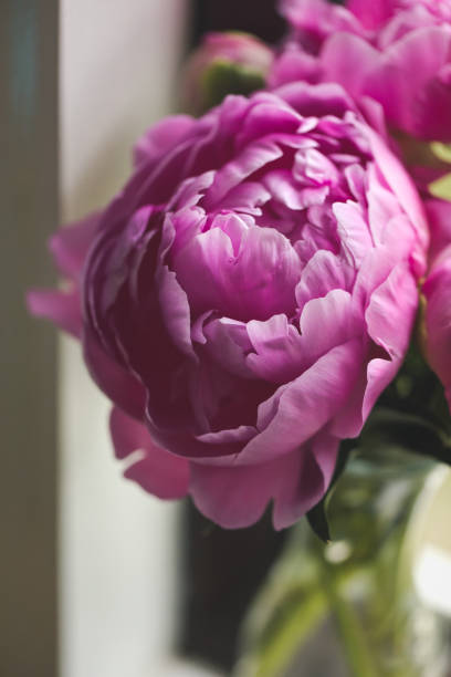istock Pink Peony Bouquet Next To A Window 1282502769