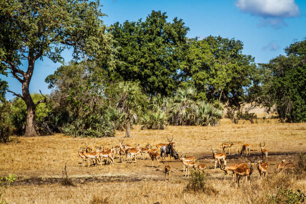 istock Common Impala in Kruger National park, South Africa 1282503328