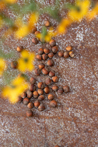 istock Lot of hazelnuts on rustic plate with natural light 1282504556