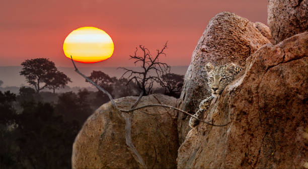 istock Leopard in Kruger National park, South Africa 1282504566