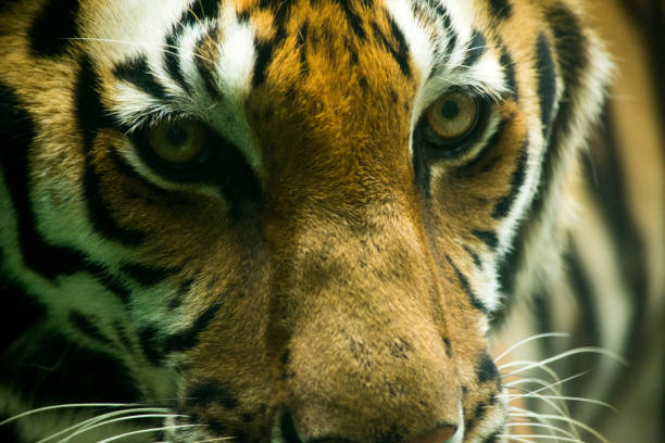 istock Bengal Tiger face and eyes closeup 1282504686