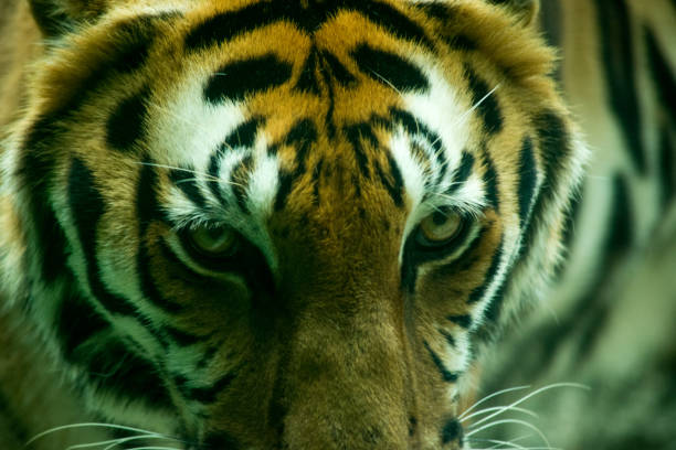 istock Bengal Tiger face and eyes closeup 1282504691