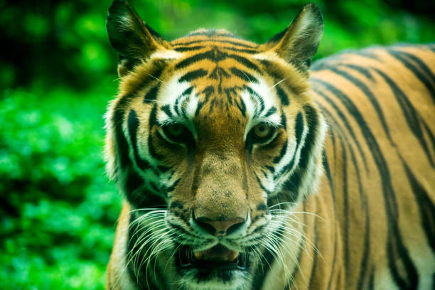 istock Bengal Tiger face and eyes closeup 1282504704