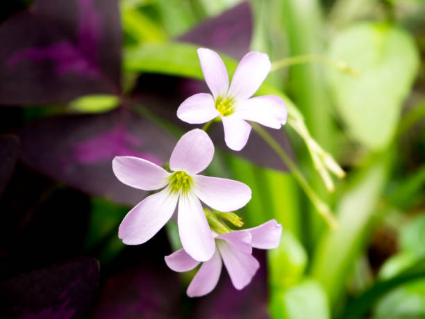 istock Flowers Background, Oxalis purpurea (Butterfly Night) 1282505786