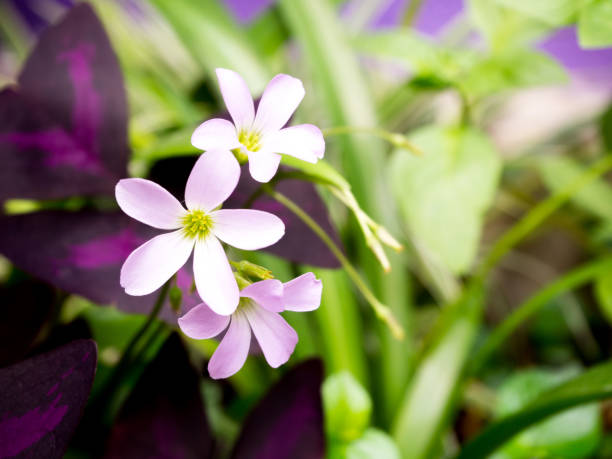 istock Flowers Background, Oxalis purpurea (Butterfly Night) 1282505792
