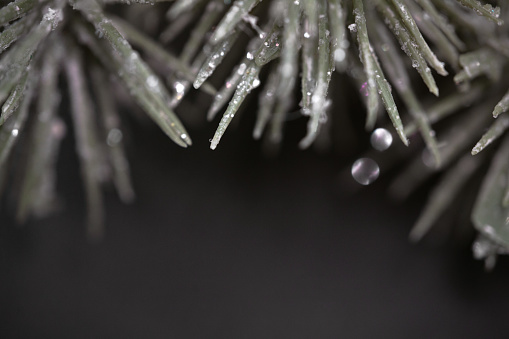 Macrophotography of snowy pine needles with copy space and black background. Perfectly usable for all elegant winter subjects.