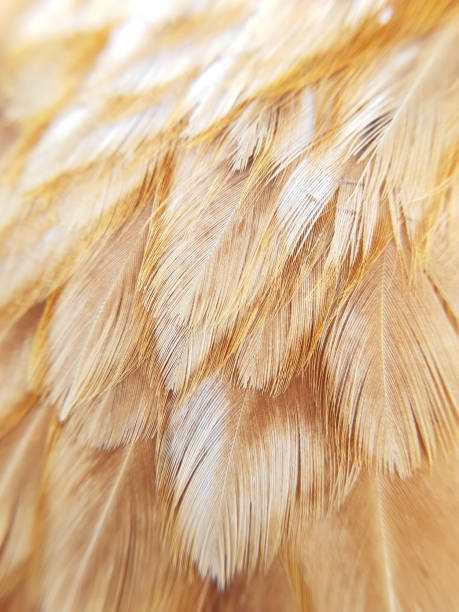 istock The gold bird's feather closeup. Pattern background. 1282506386