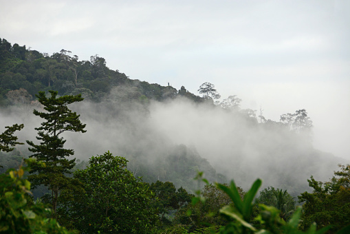 Taman negara: low-hanging clouds above the rain forest. Monsoon time.