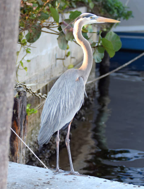 istock Heron standing at the edge of the water 1282508043