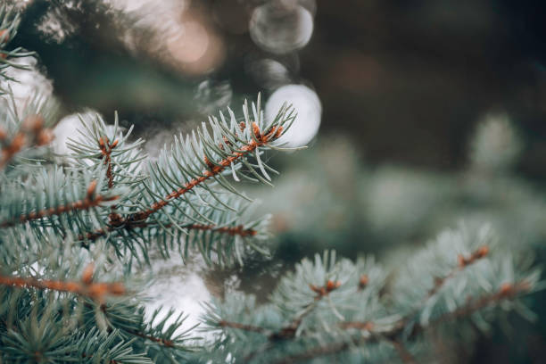 istock Close up of a blue spruce tree. 1282509344