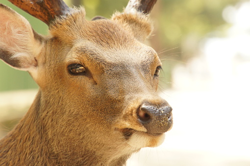 This photo was shot in Nara, Japan