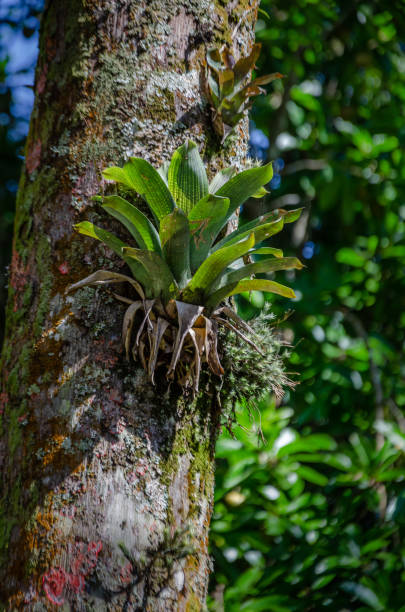 bromélia selvagem em um trunck de árvore - bromeliaceae - fotografias e filmes do acervo
