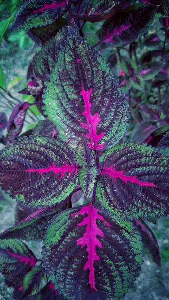 istock Macro photo of leaf 1282512617