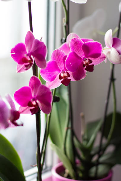istock pink orchid on the windowsill in the room 1282513807
