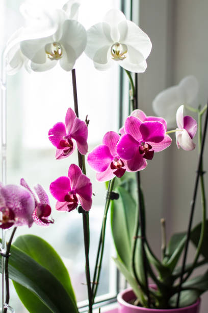 istock pink orchid on the windowsill in the room 1282513878