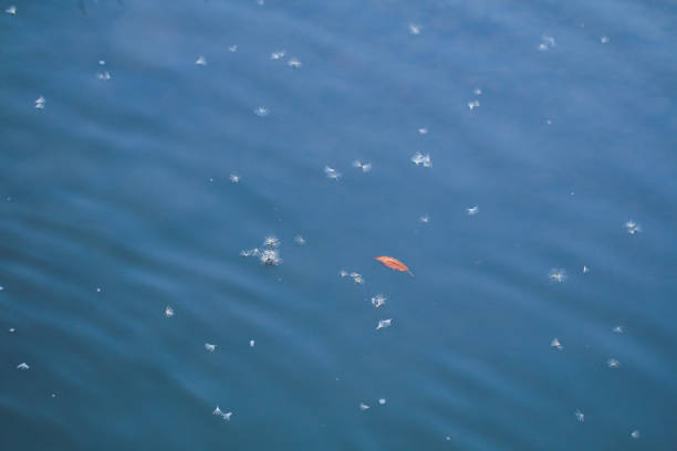 Autumn leaf in the water. Autumn mood concept.