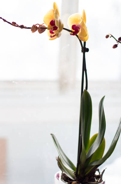 istock an orange orchid on the windowsill in the room 1282513903