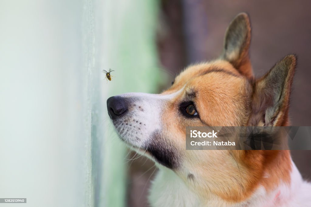 grappige Corgi puppy probeert om een gevaarlijke gestreepte insectensp met zijn neus in de tuin te vangen - Royalty-free Hond Stockfoto