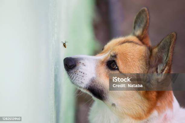 Grappige Corgi Puppy Probeert Om Een Gevaarlijke Gestreepte Insectensp Met Zijn Neus In De Tuin Te Vangen Stockfoto en meer beelden van Hond