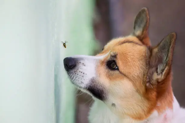 Photo of funny Corgi puppy tries to catch a dangerous striped insect wasp with its nose in the garden