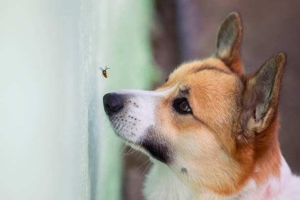 funny corgi puppy tries to catch a dangerous striped insect wasp with its nose in the garden - stinging imagens e fotografias de stock