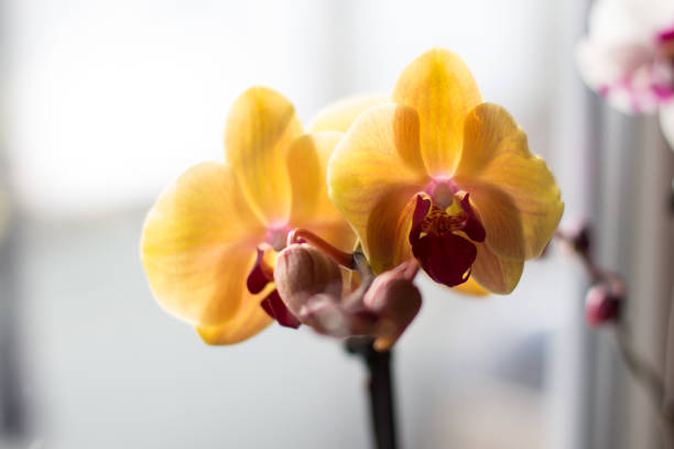 istock orange orchid on the windowsill in the room 1282513960