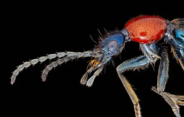 Photo of Rove beetle under microscope macro portrait, isolated on black background