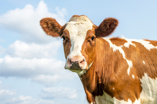 Portrait of a cute red calf with dreamy eyes and pink snout on a blue background.