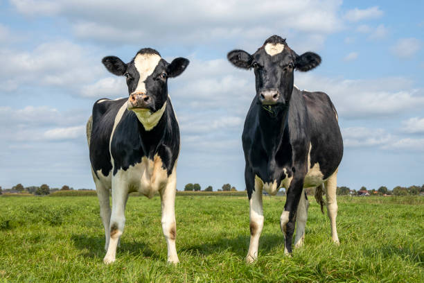istock Two cows, youngsters, looking curious and cheerful together, black and white in a green pasture and blue sky and a straight horizon. 1282514089
