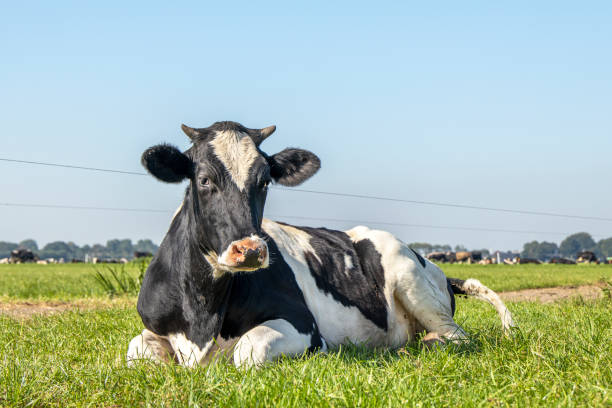 istock Horned cow lying down happy in high grass, relaxing in the meadow, seen from the front under a blue sky. 1282514409