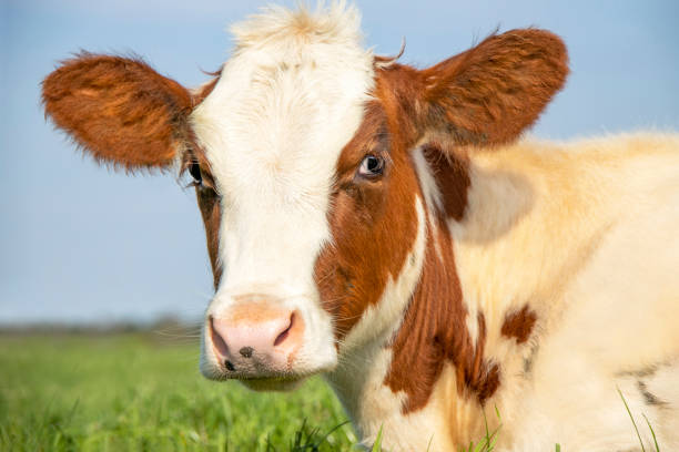 istock Cute calf red and white in a pasture with soft pink nose under a blue sky 1282514446