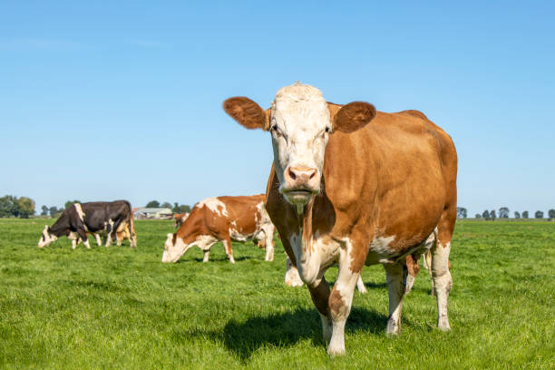 istock Cow walking in a field, red pied with pink nose and approaching 1282514485