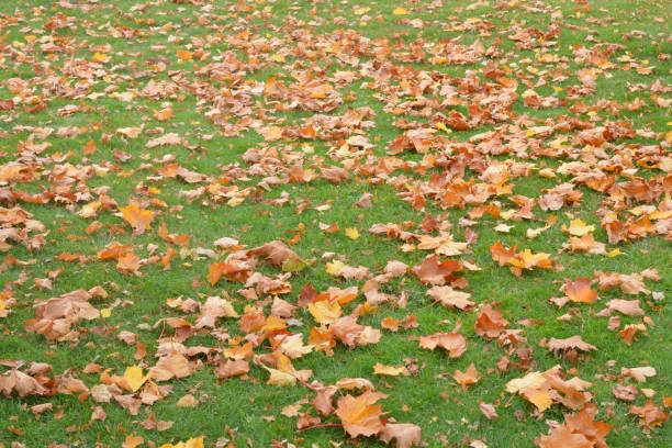 istock Yellow maple leaves on green grass. 1282514633