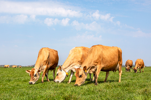 Jersey cows graze in a meadow, seen from the front, full in view, sky as background in a landscape