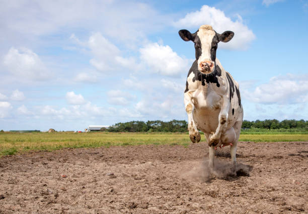 cow happy jumping running with shaking udder in a sandy part of a green meadow. - polder field meadow landscape imagens e fotografias de stock