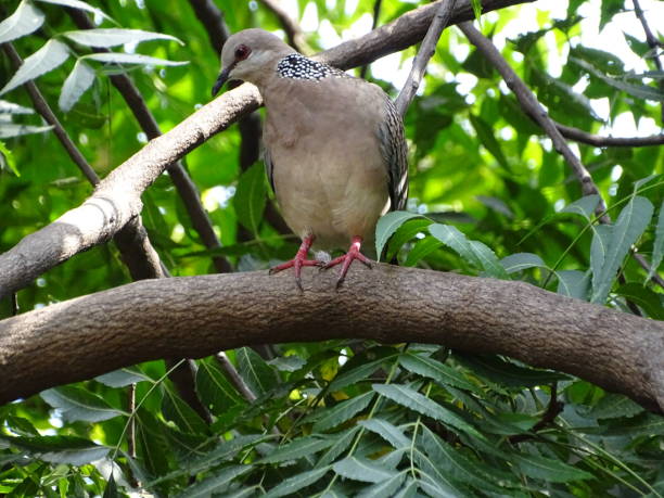 istock THE SPOTTED DOVE ON THE TREE 1282516216