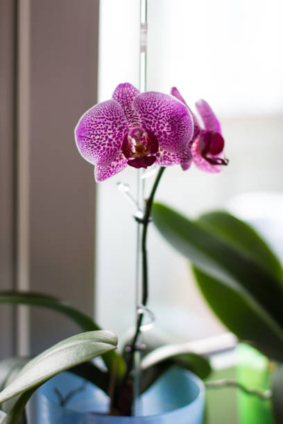 istock white-pink orchid on the windowsill in the room 1282516779
