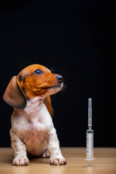 犬の注射��器暗い背景の画像 - drop of insulin ストックフォトと画像