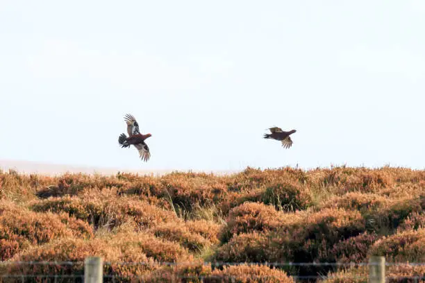 Pair of Red Grouse flying low over moorland heather